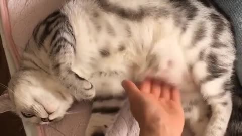How to build a healthier relationship with your cat. episode 2