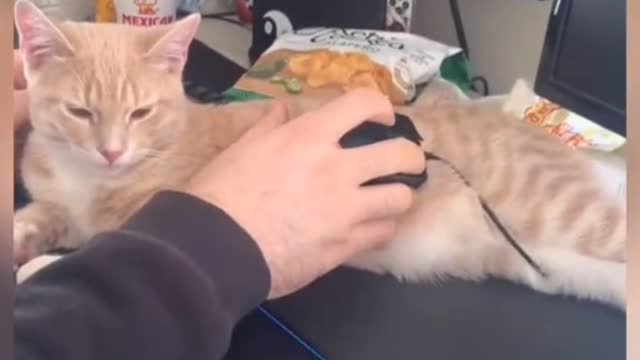 The kitten stared silently for hours, waiting for the mouse to come out!