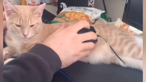The kitten stared silently for hours, waiting for the mouse to come out!