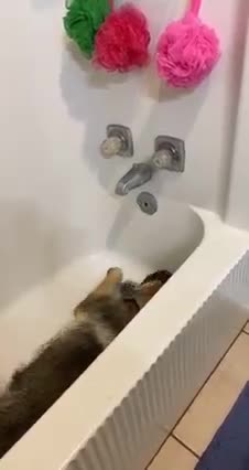 Hilarious puppy asking water for swimming!