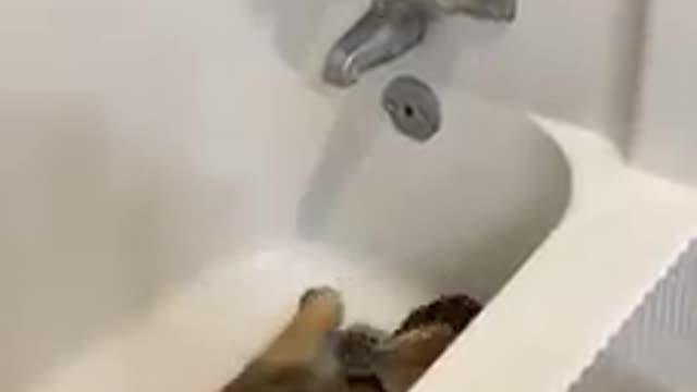 Hilarious puppy asking water for swimming!