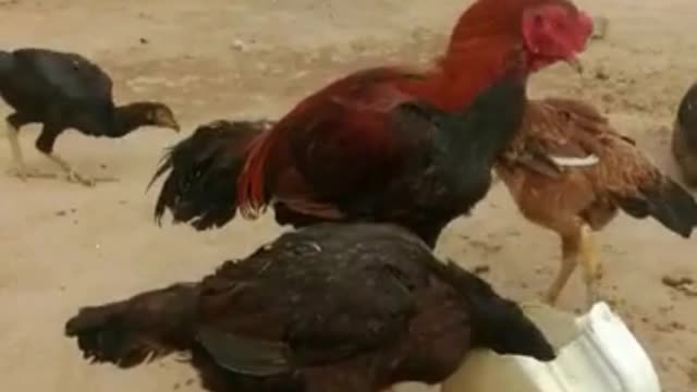 Roosters and hens video by kingdom of Awais