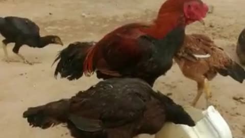 Roosters and hens video by kingdom of Awais