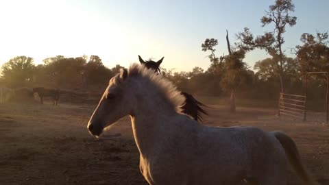 Horses Playing