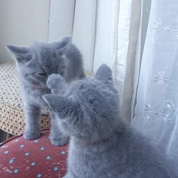 Big argument between 2 sister kittens