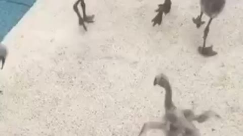 Baby Flamingos ❤️