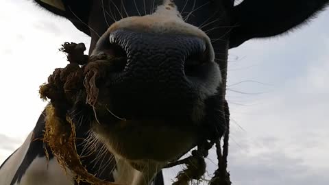 A Cow Feeding On Grass