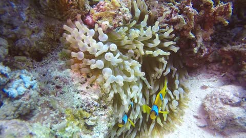 URDER WATER FISH ,SEA LIFE ,AMAZING FISH