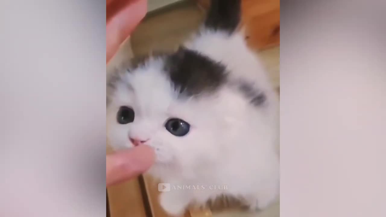 Funny Cats Videos 2023 😂