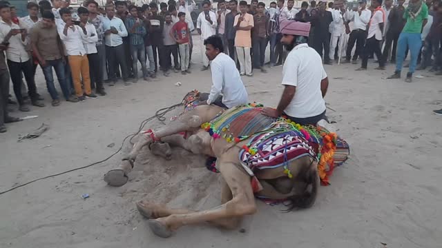 Funny Camel 🐫 video !! best of the funniest and cutest Camel