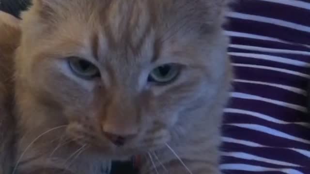 Happy, Purry, Kitty