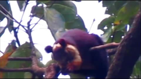 Giant squirrel eating food