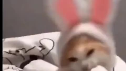 Viral video