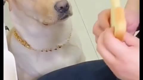 Funny Dog Short Videos | try not to laugh #shorts