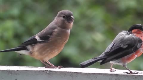 A bird feeding its friend