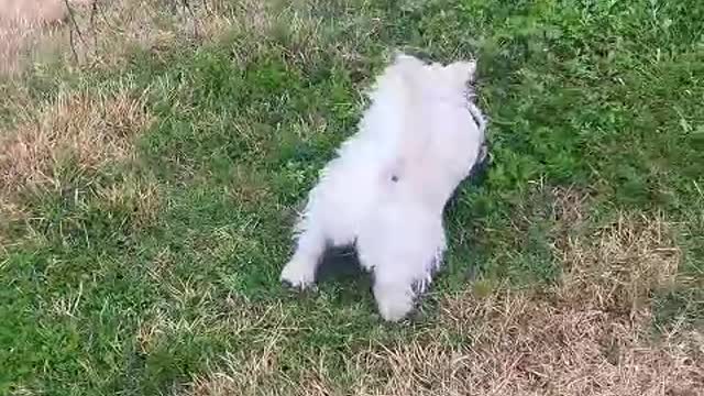do you really love puppies
