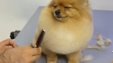 puppy grooming