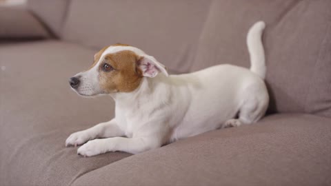 Watch How beautiful This Little Puppy Sitting On The coach