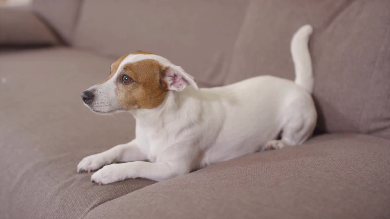 Watch How beautiful This Little Puppy Sitting On The coach