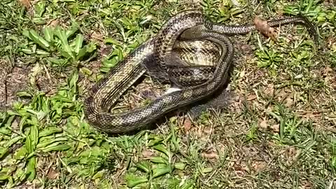 Cat Tries to Run Away With Snake Eating a Squirrel