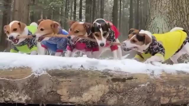 Funny Pets | 4 min Of Cutest dog video| Don't hold back laughter