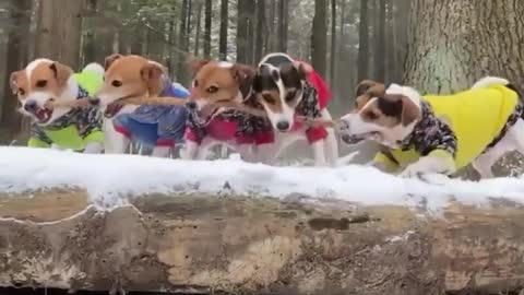 Funny Pets | 4 min Of Cutest dog video| Don't hold back laughter