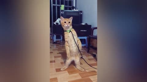 Funny Cat Video (try not to laugh)