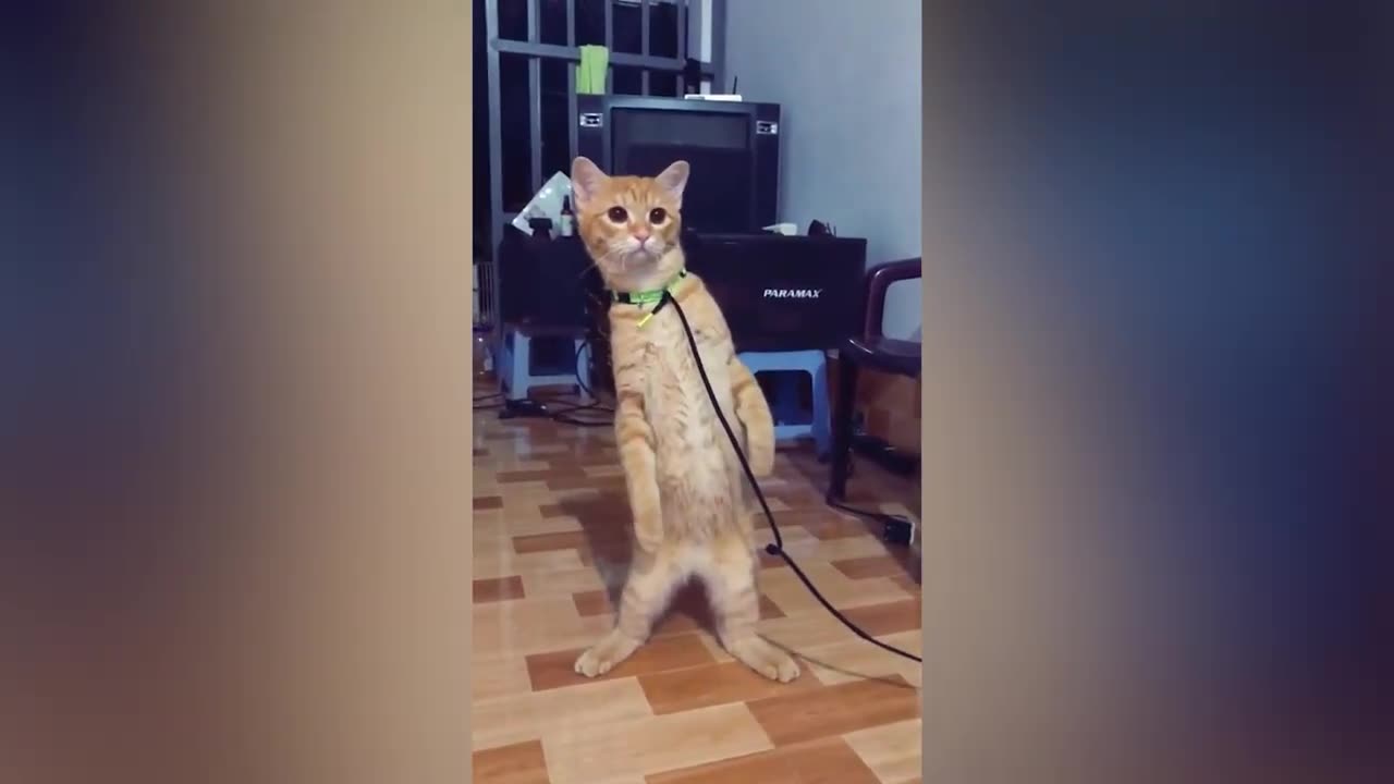 Funny Cat Video (try not to laugh)