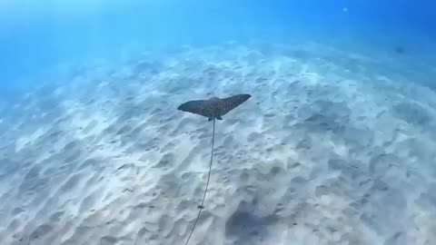 Wildlife & Funs