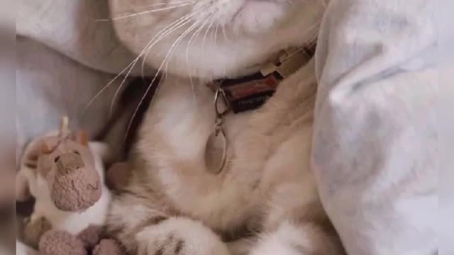 Pet wallpaper