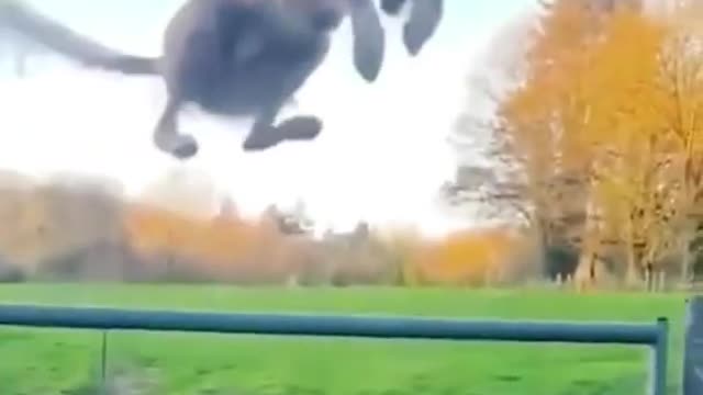 FUNNY ANIMALS VIDEOS TRY NOT TO LAUGH