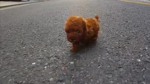 Best Funny Dogs Video -EP (6)