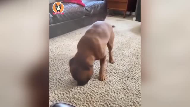 Funny animals 2022 - Cute dogs and cats doing funny things