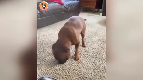 Funny animals 2022 - Cute dogs and cats doing funny things