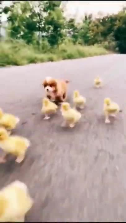 Cute and Funny Dog Videos