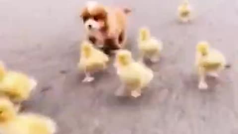 Cute and Funny Dog Videos