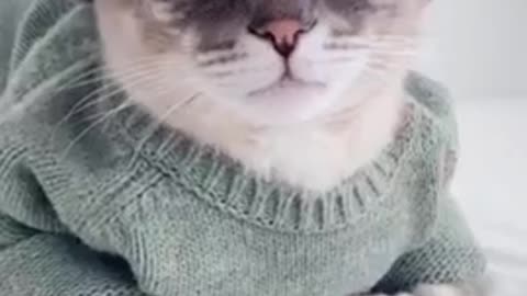 Funny and cute video