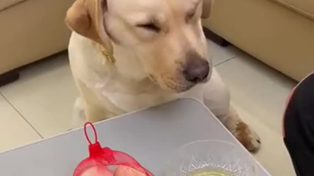funny dog!