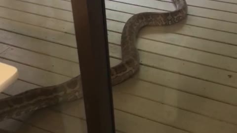Massive Python Eyeing Down Cat