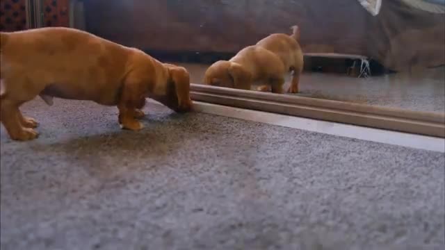 New dog funny memes video