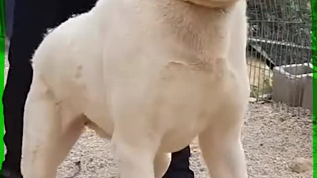 Alabai Is Banned in Denmark #shorts.mp4