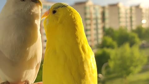 Bird Sounds