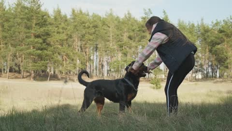Girl playing with her dog on the meadow