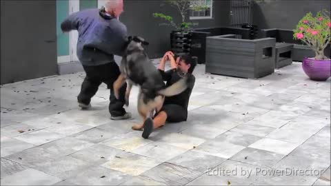 HOW to train dog on home