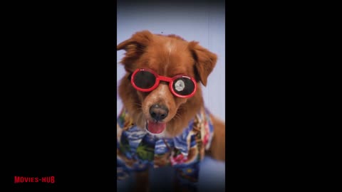 Best and Cute Dog in the World...!!! Funniest Dogs And Cats Videos