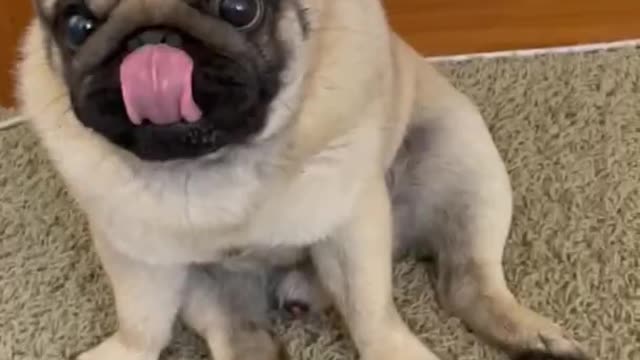 Cute Dog Hiding Something In His Mouth In A Funny Way😹