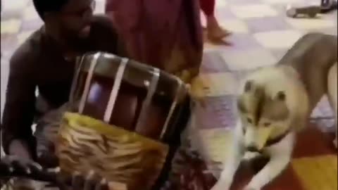 Funny animals 😄 hub funny animals club 😂 funny animals dancing 💃😆 funny animals fighting 🤣