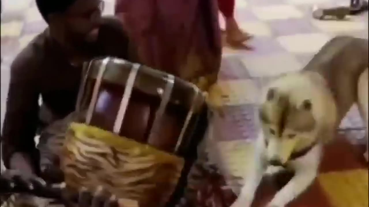 Funny animals 😄 hub funny animals club 😂 funny animals dancing 💃😆 funny animals fighting 🤣