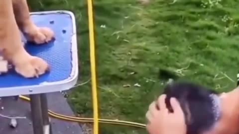 Dog helping video 😁😁