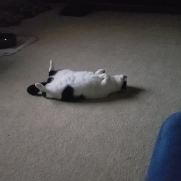 Cat plays dead